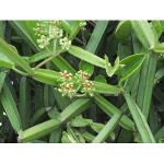 สมุนไพรเพชรสังฆาตชนิดแคปซูล ( ยาซีควา )รักษาริดสีดวง