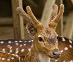 สมุนไพรเขากวางอ่อนพานาเดียร์