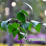 สมุนไพรเขากวางอ่อนพานาเดียร์